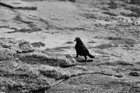 Corbeau sur le sol .