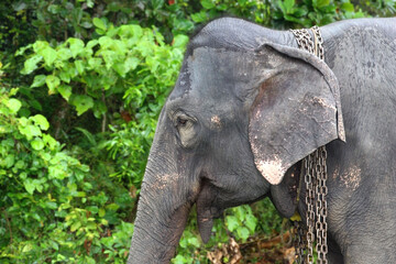 Close up chained elephant stands in a lush green landscape, its movement restricted by metal...