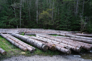 Deforestation. Logs lying on the ground in a forested area after a recent timber harvest. Hiking in Carpathian Mountains, Ukraine