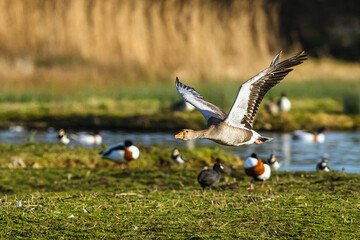Greylag Goose, Anser anser, bird in flight over winter marshes