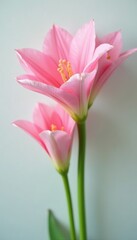 Naklejka premium Soft focus shot of pink torch ginger flowers against a crisp white backdrop, floral, soft focus, white background