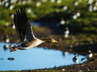 Greylag Goose, Anser anser, bird in flight over winter marshes