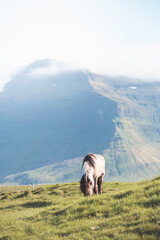 Icelandic horse grazes peacefully at sunset on the Snaefellsnes peninsula near Grundarfjordur,...