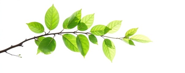 Single tree branch with leaves isolated on white, forest floor, plant life, foliage