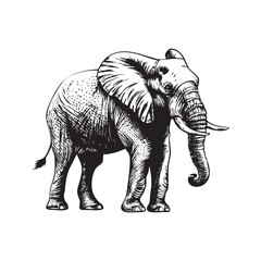 elephant isolated on white background