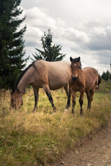 Obraz premium Horses grazing peacefully in a lush green field near a forest on a cloudy day. Hiking in Carpathian Mountains, Ukraine