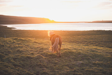 Icelandic horse grazes peacefully at sunset on the Snaefellsnes peninsula near Grundarfjordur,...