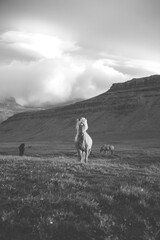 Icelandic horse grazes peacefully at sunset on the Snaefellsnes peninsula near Grundarfjordur,...