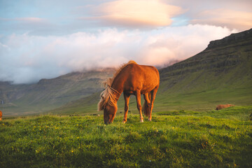 Icelandic horse grazes peacefully at sunset on the Snaefellsnes peninsula near Grundarfjordur,...