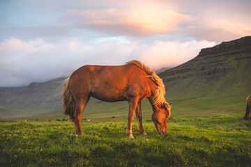 Icelandic horse grazes peacefully at sunset on the Snaefellsnes peninsula near Grundarfjordur,...