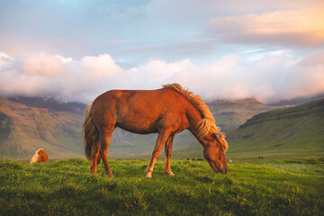 Icelandic horse grazes peacefully at sunset on the Snaefellsnes peninsula near Grundarfjordur,...