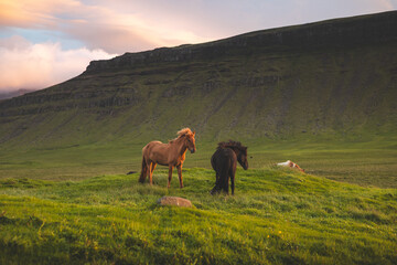 Icelandic horse grazes peacefully at sunset on the Snaefellsnes peninsula near Grundarfjordur,...