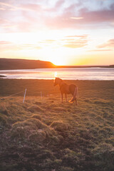 Icelandic horse grazes peacefully at sunset on the Snaefellsnes peninsula near Grundarfjordur,...