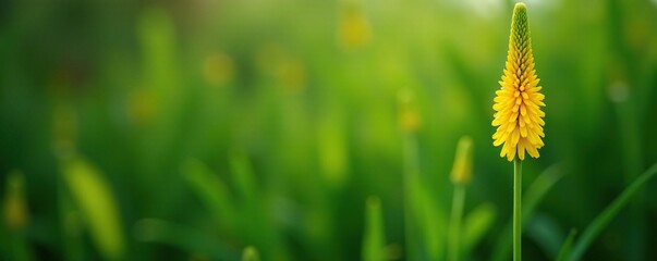 Yellow spike inflorescence on a branched stem, camissoniopsis, herbage
