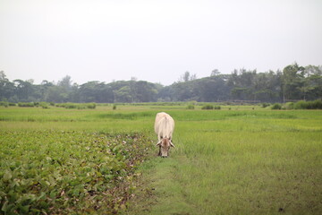 white cow in a field