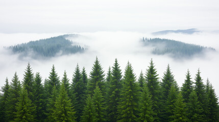 Obraz premium Misty Mountain Forest: A breathtaking panorama of evergreen trees standing tall against a sea of mist-shrouded mountains. The scene is serene and mystical, evoking a sense of tranquility and wonder. 