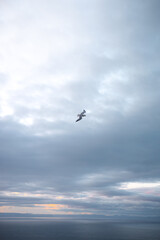 Obraz premium Iceland gull, Larus glaucoides, is flying over a coastal landscape, its wings outstretched against a backdrop of serene blue skies and sunset. Snaefellsnes peninsula, west Iceland
