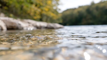 Fototapeta premium Calm river, autumn forest background, shallow water, nature scene