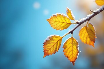 Fototapeta premium Frosted branch with yellow leaves against blue sky, nature, autumn leaves
