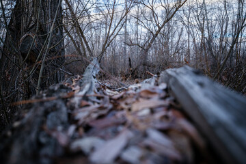 Autumn leaves falling on dead tree trunk in winter along the Boise River Greenbelt.