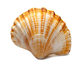Obraz premium seashell isolated on transparent background
