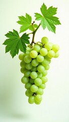 Obraz premium Delicate grape branches with leaves against a clean white background, green, nature, grapes