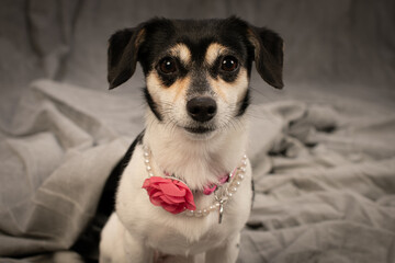 Lady Briella, the spotted black and white cheagle, chihuahua beagle dog, looking regal in pearls...