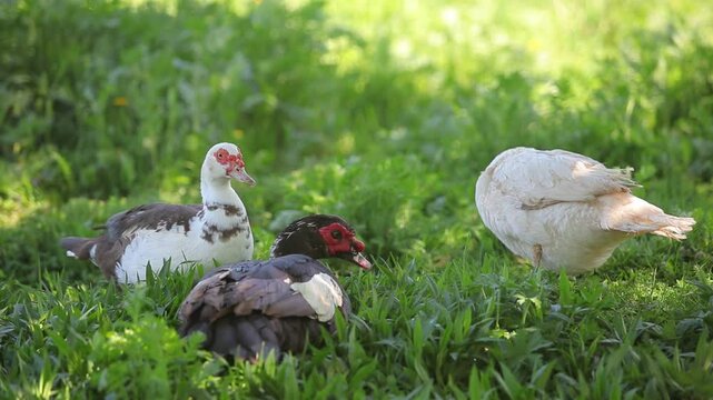 Muscovy ducks on the grass