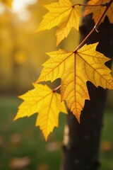Fototapeta premium Yellow autumn leaves on a birch branch with twigs, seasonal, autumn, yellow