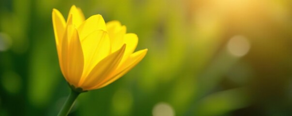 Fototapeta premium Bright yellow petals unfolding slowly from green stem, petals, sunshine