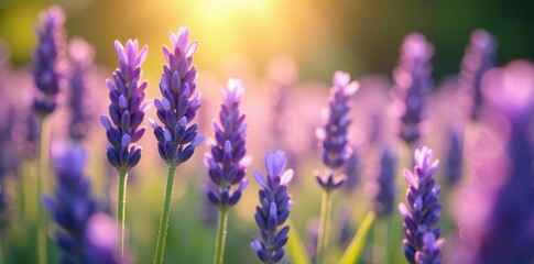 Obraz premium Lavender flowers in the sunlight filtering through, delicate petals, botanicals
