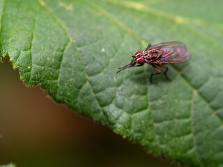 mosca, macro