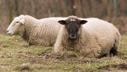 Domestic sheep with funny expression. Livestock on small farm in Czech republic countryside. Funny animal photo. 