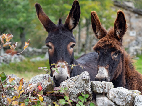 Animales domesticos
