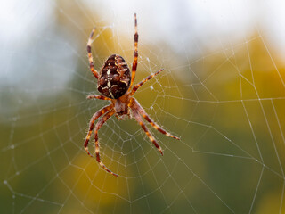 Macro
