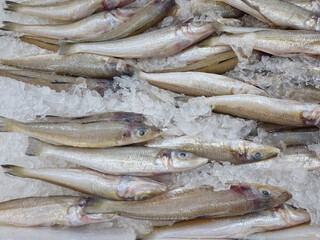 Silver sillago fishes preserved on ice 