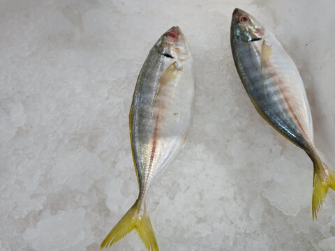  yellowstripe scad, also known as the yellowstripe trevally fishes on ice