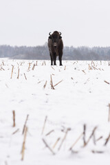A lone bison bonasus on a snowy field is watching © alexeyborodin