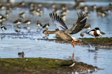 Greylag Goose, Anser anser, bird in flight over winter marshes