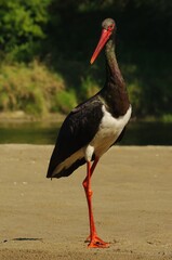 Black treasure of Polish forests.
Unusual black stork ( Ciconia nigra) in its natural environment. This bird is a rarity, a symbol of wildlife. Observation of this species is a great experience.