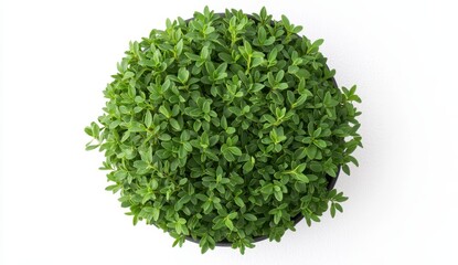 Obraz premium Lush Greenery in Round Planter on White Background for Home Decor