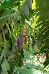 Banana Tree Blossoming on Plantations, Banana Flower on Tree Close-Up, Selective Focus, Vertical Image