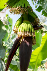 Banana flower on a banana tree. Close-up of a banana tree blossom, selective focus, vertical image