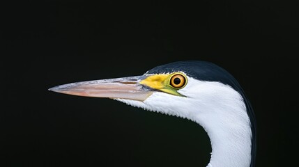 White-faced Heron Profile, Dark Background, Wildlife Close-up
