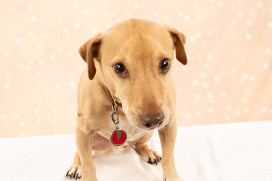 Colby Meunster a mixed breed of hunting dogs called a Feist, catching treats, eating peanut butter,  worried he will miss one, being intuitive, curious, playing, and sometimes howling,