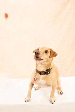 Colby Meunster a mixed breed of hunting dogs called a Feist, catching treats, eating peanut butter,  worried he will miss one, being intuitive, curious, playing, and sometimes howling,