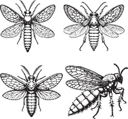 Detailed Black and White Insect Illustrations