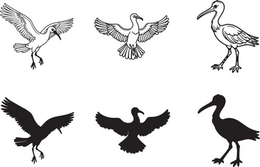 Obraz premium set of frigate birds line art and silhouette vector