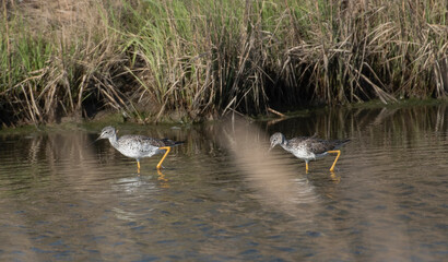 Greater Yellowlegs