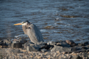 Great Blue Heron